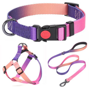Kit de Paseo Premium Correa Pretal y Collar
