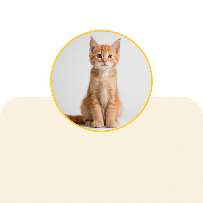 Gatos